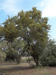 Image result for Combretum