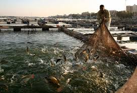Pin On Farming And Fishing Along The Nile 8a