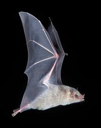 Image result for Leptactina benguelensis