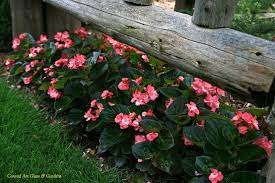 Pretty Pink Begonia Border Begonia Decks Backyard Garden Borders