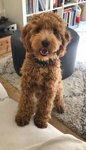 In usa overgaard, az, us. 900 Dogs Ideas In 2021 Dogs Puppies Cute Dogs