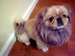 Omfg Pekingese Trimmed To Resemble A Lion Pekingese Pekingese Haircut Pekingese Dogs