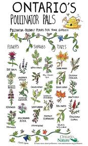 Ontario S Pollinator Pals Bee Garden Native Plant Gardening Native Plants