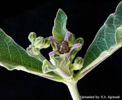 Image result for Raphionacme monteiroae