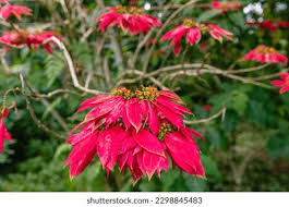 Image result for Euphorbia pulcherrima