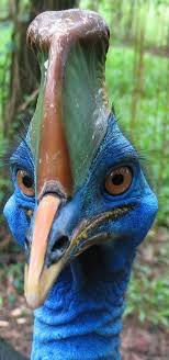 Pin By Sadiye Aslan On God S Artistry Animals Beautiful Colorful Birds Animals