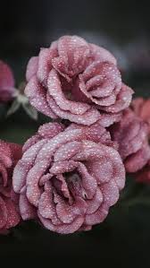Mobilewallpaper Pink Flowers Background Rose Gold Wallpaper Flower Wallpaper