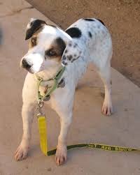 Jack Russell Terrier Mix Black And Brown Dog Finder Adopt A Dog Or Cat Near You Dogtime Dog Adoption Dog Finder Jack Russell