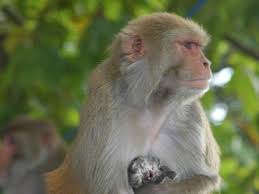 Every day new pictures, screensavers, and only beautiful wallpapers for free. Drunk Monkey Creates Ruckus At Bengaluru Bar Bengaluru News Times Of India