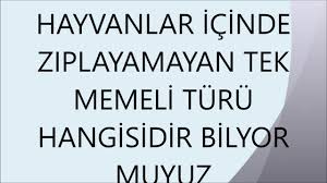 Hayvanlardan Ziplayamayan Tek Memeli Turu Hangisidir Memeliler Hayvanlar Hayvan