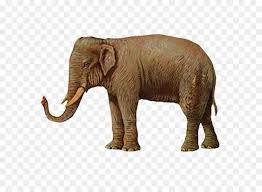 Maybe you would like to learn more about one of these? Jerapah Gajah Serigala Abu Abu Gambar Png