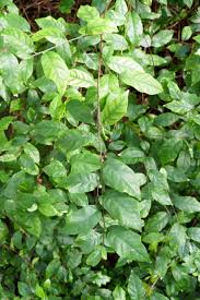 Image result for Turraea robusta