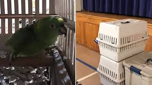 Michigan Video Shows A Parrot Crying Just Like A Child As It Has A Temper Tantrum Daily Mail Online
