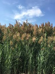 Image result for Phragmites mauritianus