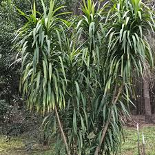 Image result for Cordyline stricta