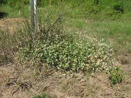 Image result for Gomphrena celosioides