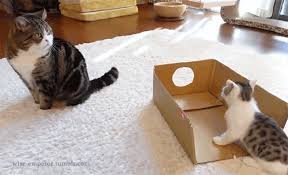 Kitten Pouncing Gifs Wifflegif August 24, 2013 by admin categories: