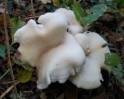 Image result for Clitocybe multiceps