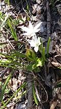 Image result for Ornithogalum flexuosum