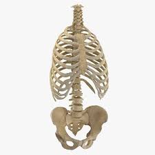 Look for clues from landmarks and muscle attachments that will tell you exactly where the rib cage is. 3d Rib Cage Models Turbosquid