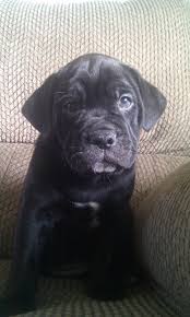 My New Puppy And English Bulldog Lab Mix A Bulladore Looks Like My Maggie May When She Was A Puppy Lab Mix Puppies Lab Puppies Bulldog Puppies