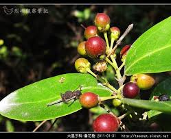 pin on 雙子葉大風子科魯花樹屬scolopia魯花樹