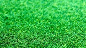 In our turf selector above, select characteristics that are most important for. Types Of Grass List Of Grass Types Lush Lawn