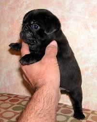Pug Wikiwand Lusy delivery video (pug delivery) pratikvlogs. pug wikiwand