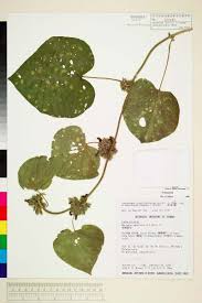 Image result for Lepistemon