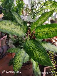 Image result for beautiful dieffenbachia