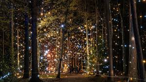 Luminate Winter Light Trail 2025 - Sandringham Estate