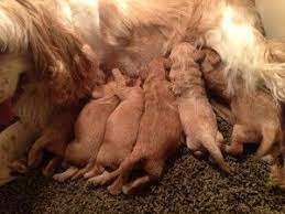 Cockapoo puppies for sale ready springtime 2021. Iowa Cockapoo Breeder With Cockapoos For Sale Ready In April 2013 Year Round Cockapoo Breeders From Joice Cockapoo Breeders Cockapoo Puppies For Sale Cockapoo