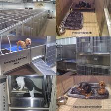 They take some important information about your dog. Vet Dog Boarding Near Me Cheap Online