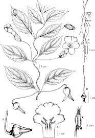 Image result for Pseudocalyx