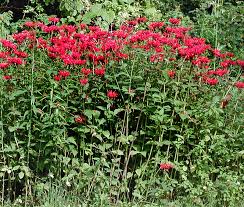 Image result for Monarda didyma