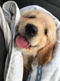 100 Dog Names From Movies Puppies Cute Animals Cute Baby Animals