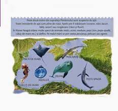 Maybe you would like to learn more about one of these? 12 Marea Neagra Ideas PeÈti PisicÄ De Mare Delfini