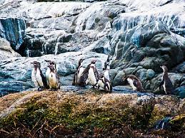 It allow change of map scale; Tour Penguin Island And Costa Cachagua Turismoi Cl
