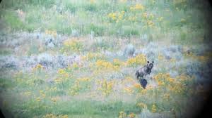 We offer same day flower delivery when you order by 12 the most popular flowers we send to the cheyenne area are roses, farm fresh flowers and plants while the most popular flower colors we. Video Shows Young Grizzlies Playing With Wolf At Yellowstone National Park County 10