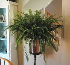 Zimmerpflanzen Wenig Licht Farne Deko Idee Feuchtigkeit Flur Gestaltung Pflanzen Zimmer Zimmerpflanzen Pflanzen