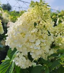 Image result for Gaertnera paniculata