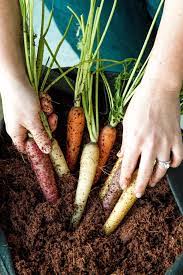 How much sunlight does asparagus need? Growing Carrots How To Grow Harvest Your Own Carrots The Sage