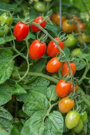 May 01, 2020 · tomatoes like rich, amended soil teeming with worms and microbes. Healthy Plants But No Tomatoes The White River Valley Herald