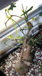 Image result for Trochomeria macrocarpa