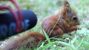 Maybe you would like to learn more about one of these? Photographer Places A Microphone Next To Baby Red Squirrel To Record Their Adorable Eating Sounds