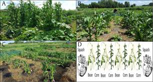 We did not find results for: Bioactive Vegetables Integrated Into Ethnic Three Sisters Crops Garden Targeting Foods For Type 2 Diabetes Associated Health Disparities Of American Indian Communities Sciencedirect