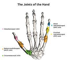 The carpometacarpal (cmc) joints are five joints in the wrist that articulate the distal row of carpal bones and the proximal bases of the five metacarpal bones. What Is Instability Of The Cmc Joint Wristsupports Co Uk
