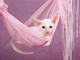 Purebreds stepped forward to help and to our surprise, we were asked. History And Breed Chracteristics Of White Oriental Kittens Lovetoknow