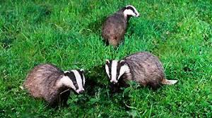 Badgers can dig well, so make sure you go at least 0.5m below the soil. Badgers And The Law Rspca