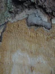 Image result for Pericopsis elata